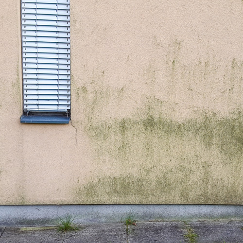 Algen an der Fassade
